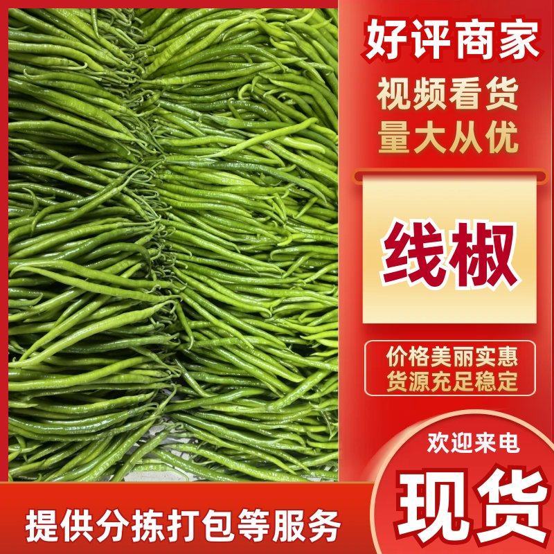 青线椒二荆条辣椒山东临沂费县鲜辣椒大量上市量大从优