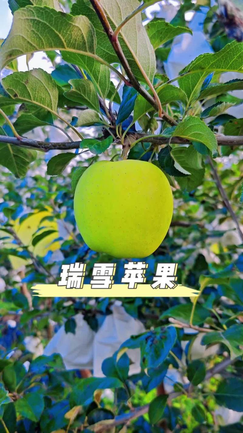 陕西延安延长瑞雪苹果