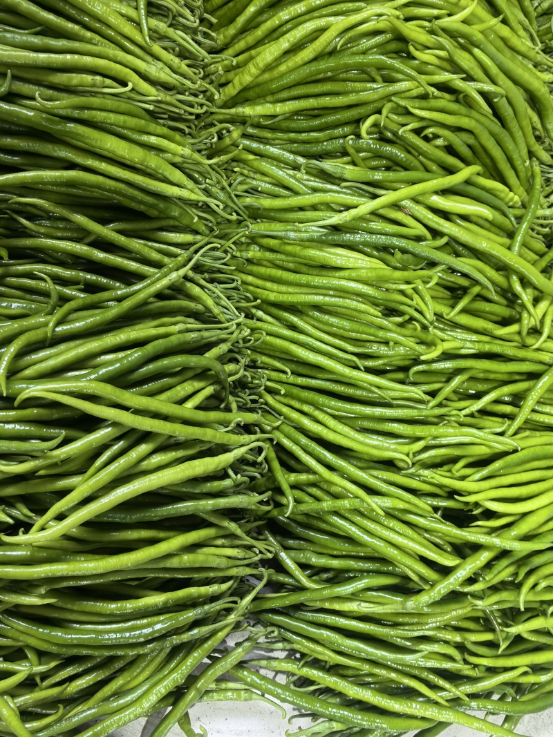 青线椒二荆条辣椒山东临沂费县鲜辣椒大量上市量大从优