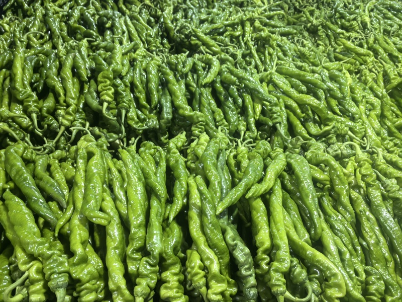 青线椒二荆条辣椒山东临沂费县鲜辣椒大量上市量大从优