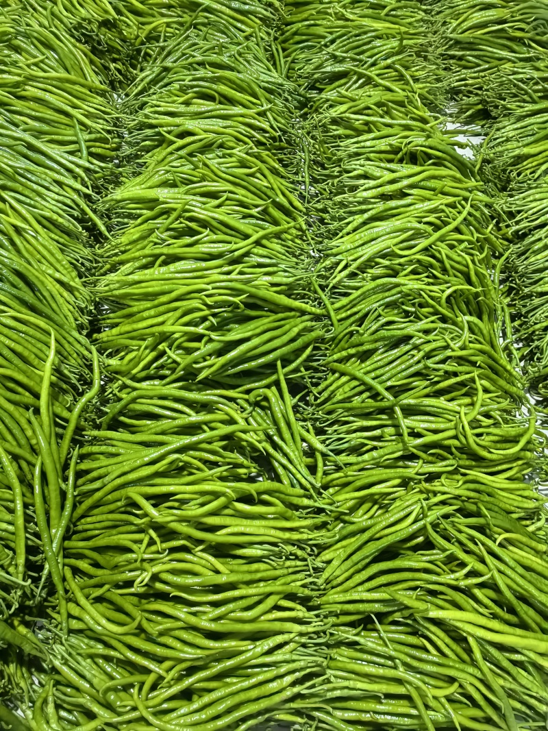 青线椒二荆条辣椒山东临沂费县鲜辣椒大量上市量大从优