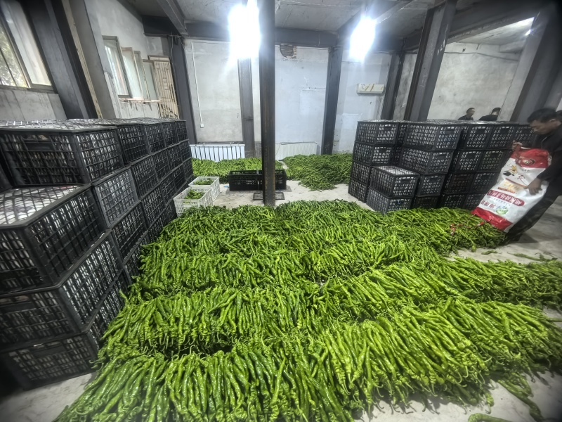 青线椒二荆条辣椒山东临沂费县鲜辣椒大量上市量大从优