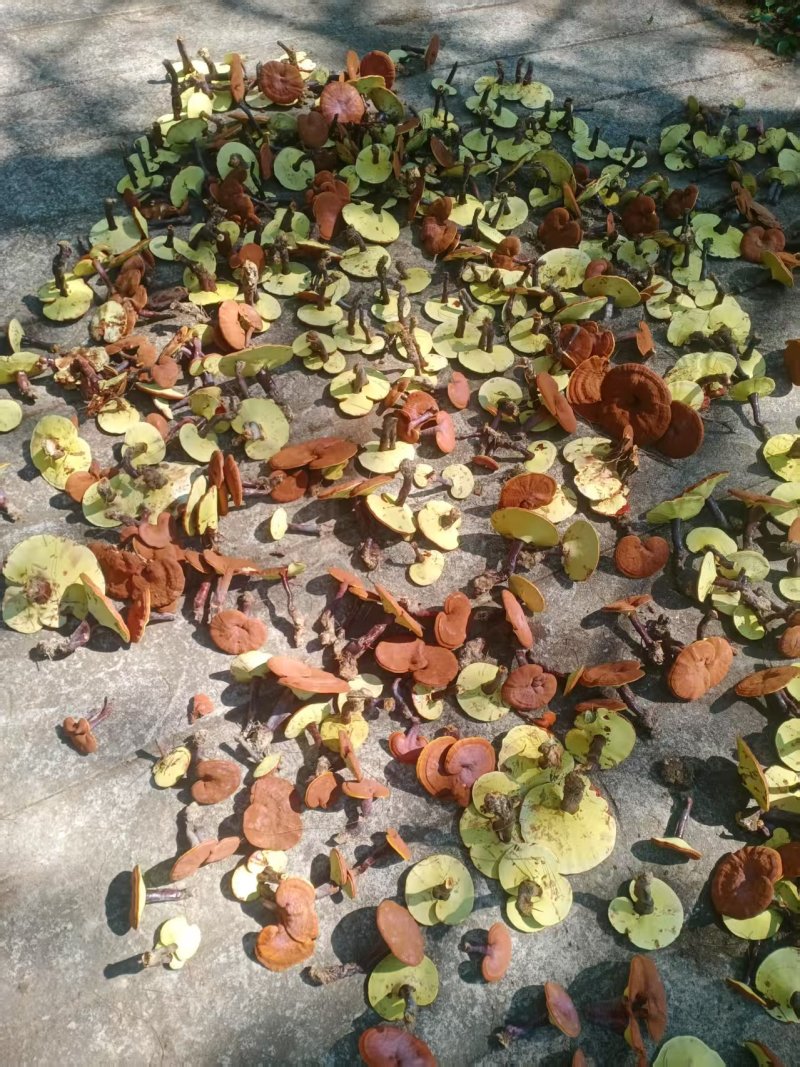 贵州林下仿野生赤芝（大货，不零售。一吨起售）