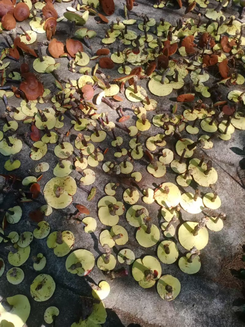 贵州林下仿野生赤芝（大货，不零售。一吨起售）