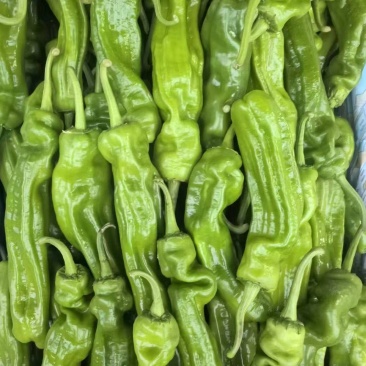 鲜辣椒301辣椒牛角椒，螺丝椒，砀椒芜湖椒，线椒品种齐全