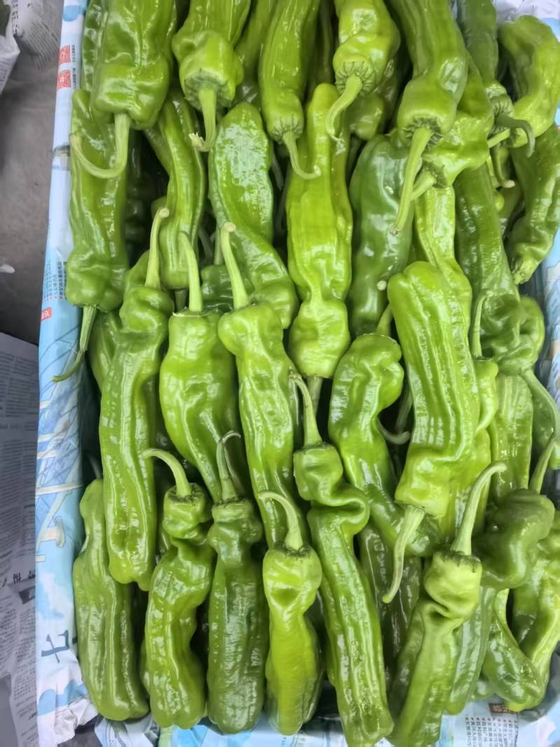 鲜辣椒301辣椒牛角椒，螺丝椒，砀椒芜湖椒，线椒品种齐全