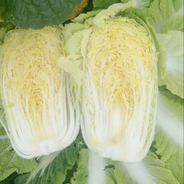 辽宁新民！玲珑69黄心菜！5.6.7斤，火爆上市中，