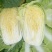 辽宁新民！玲珑69黄心菜！5.6.7斤，火爆上市中，