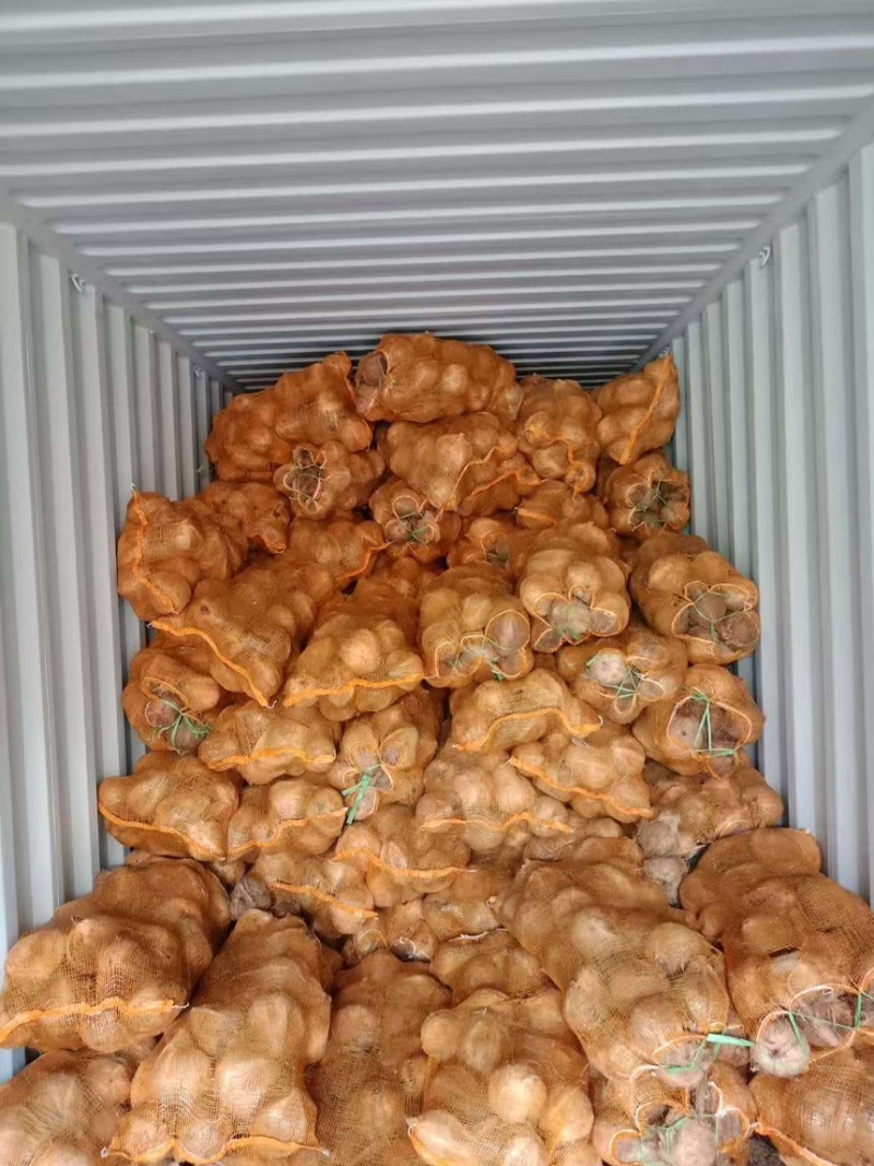 椰子热带水果椰子现货供应大量出货中欢迎咨询