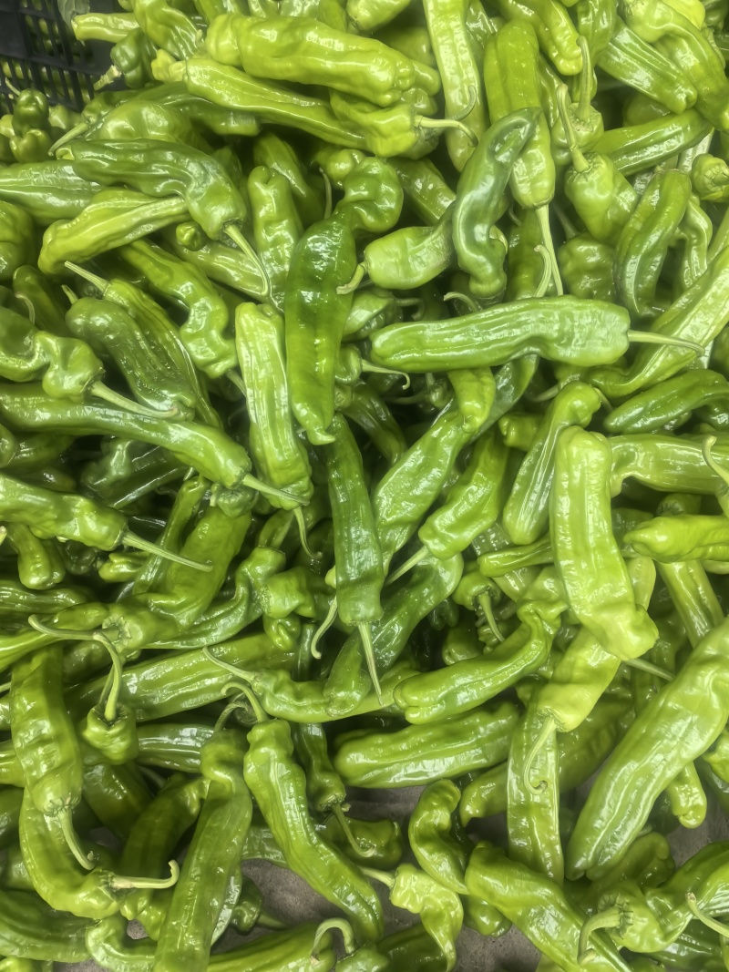 鲜辣椒301辣椒牛角椒，螺丝椒，砀椒芜湖椒，线椒品种齐全