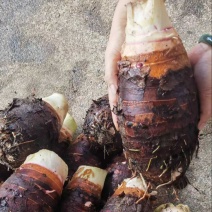荔浦芋头品质保证产地直发价格优惠一手货源