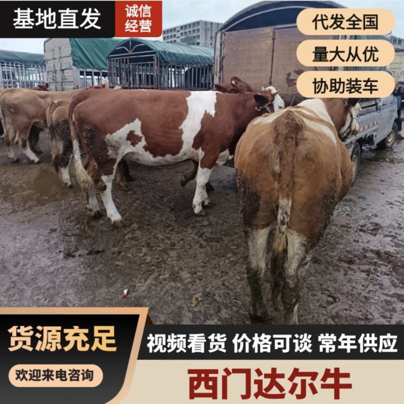 （牛）毕节西门塔尔牛活牛现发公母可选支持视频远程看货