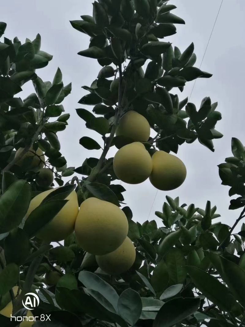 安江冰糖柚，麻麻柚，雪峰柚，小苦柚，