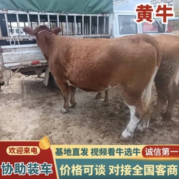 （牛）贵州毕节正宗放山牛放养黄牛常年售卖欢迎电联