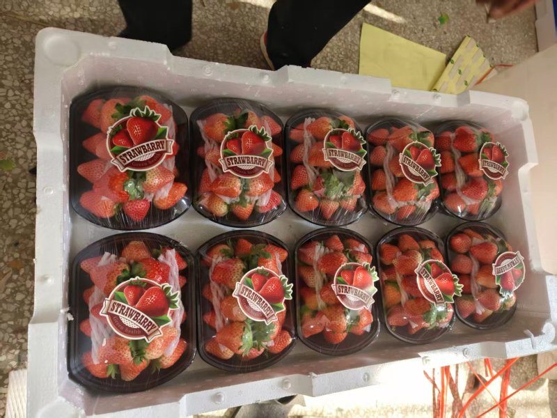 宁玉奶油草莓商超，批发大量供货，支持一件代发