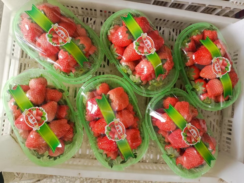 宁玉奶油草莓商超，批发大量供货，支持一件代发