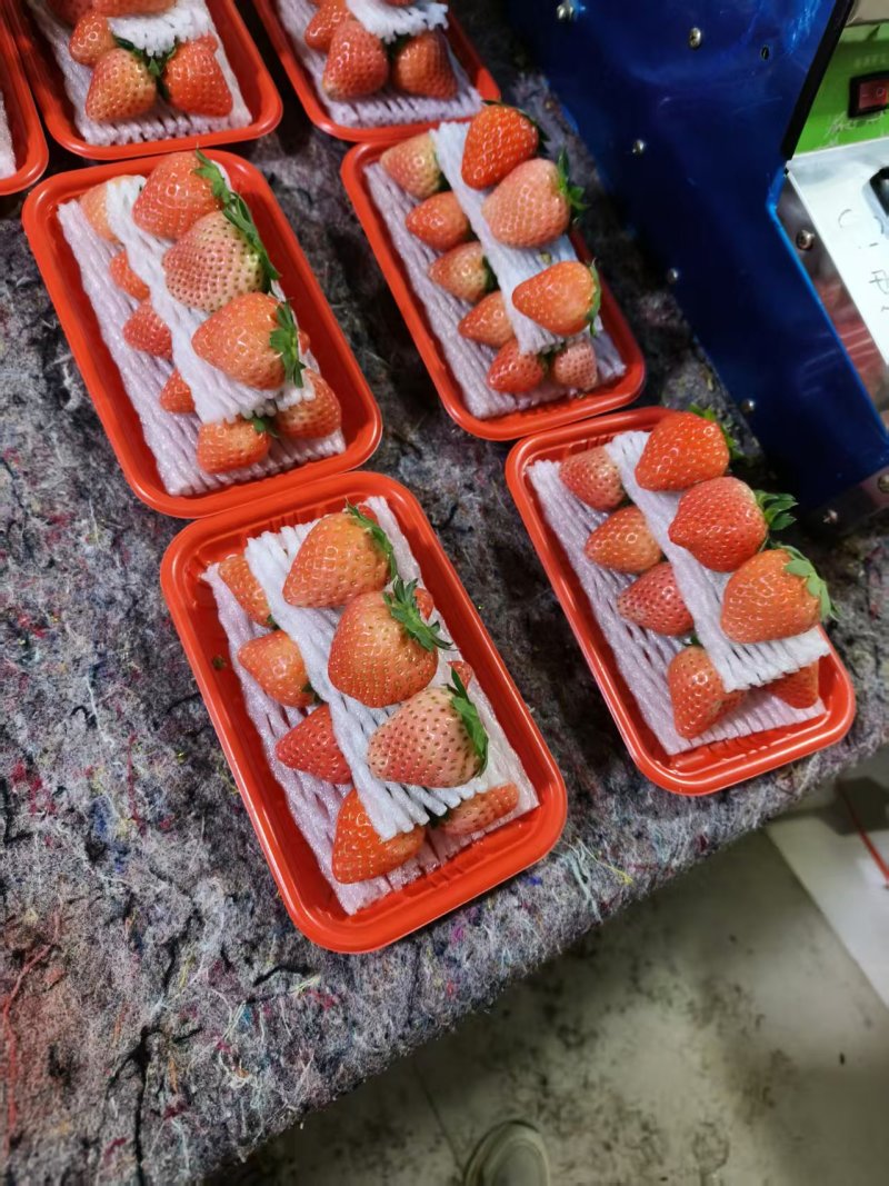 宁玉奶油草莓商超，批发大量供货，支持一件代发