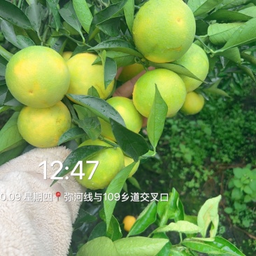 云南哀牢山冰糖橙对接电商通货老板