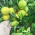 云南哀牢山冰糖橙对接电商通货老板