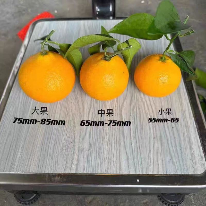 湖南爱媛橙上市/品质保证/皮薄多汁/可以吸着吃的爱媛橙