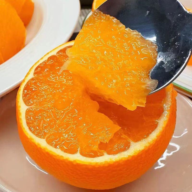 《果冻橙》大量供应/现摘现发/品质上乘/皮薄多汁欢迎来电