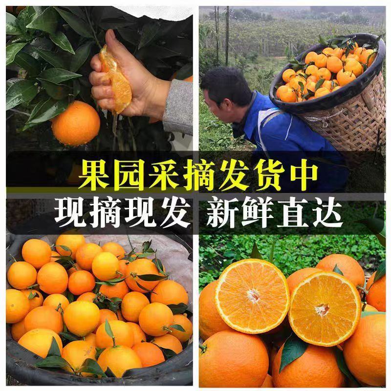 《果冻橙》大量供应/现摘现发/品质上乘/皮薄多汁欢迎来电