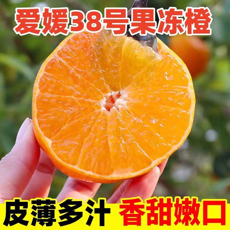 《果冻橙》大量供应/现摘现发/品质上乘/皮薄多汁欢迎来电