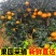 《果冻橙》大量供应/现摘现发/品质上乘/皮薄多汁欢迎来电