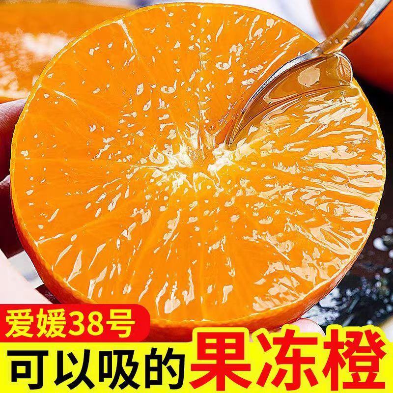 《果冻橙》大量供应/现摘现发/品质上乘/皮薄多汁欢迎来电