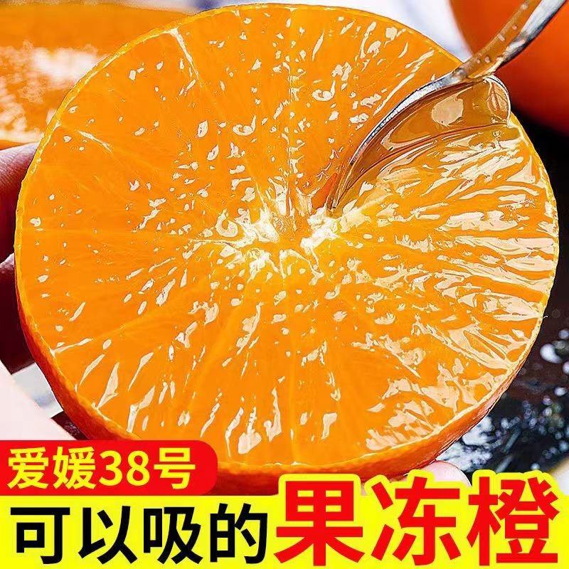 爱媛果冻橙/基地直供/现摘现发/视频看货/全国发货来电谈