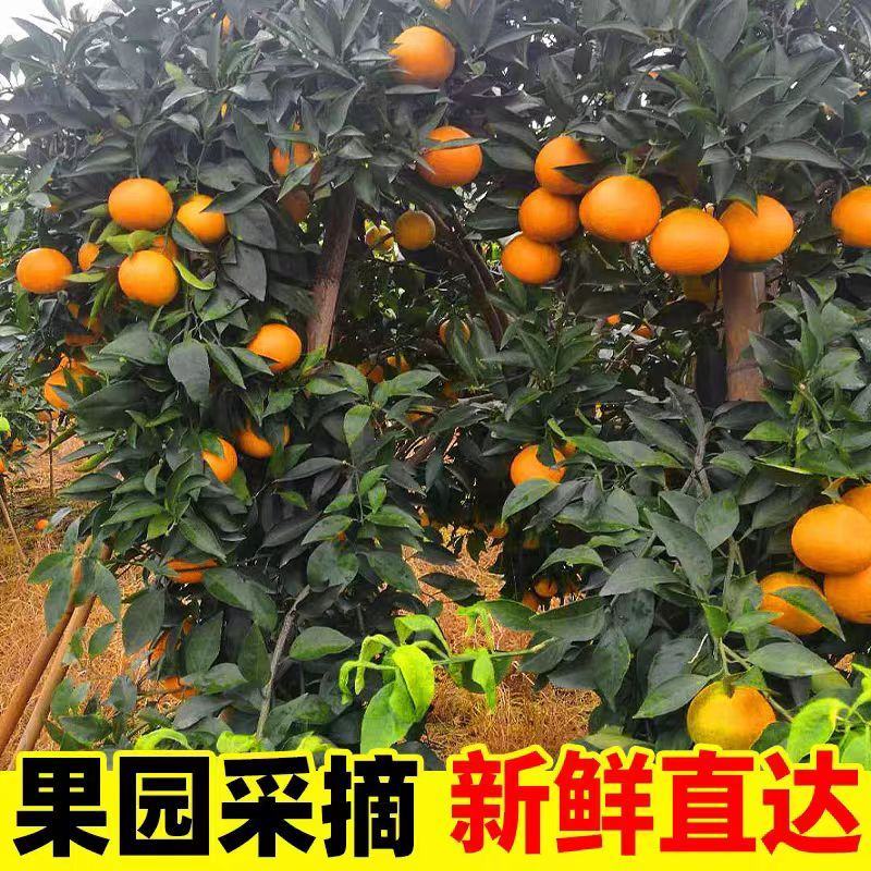 爱媛果冻橙/基地直供/现摘现发/视频看货/全国发货来电谈