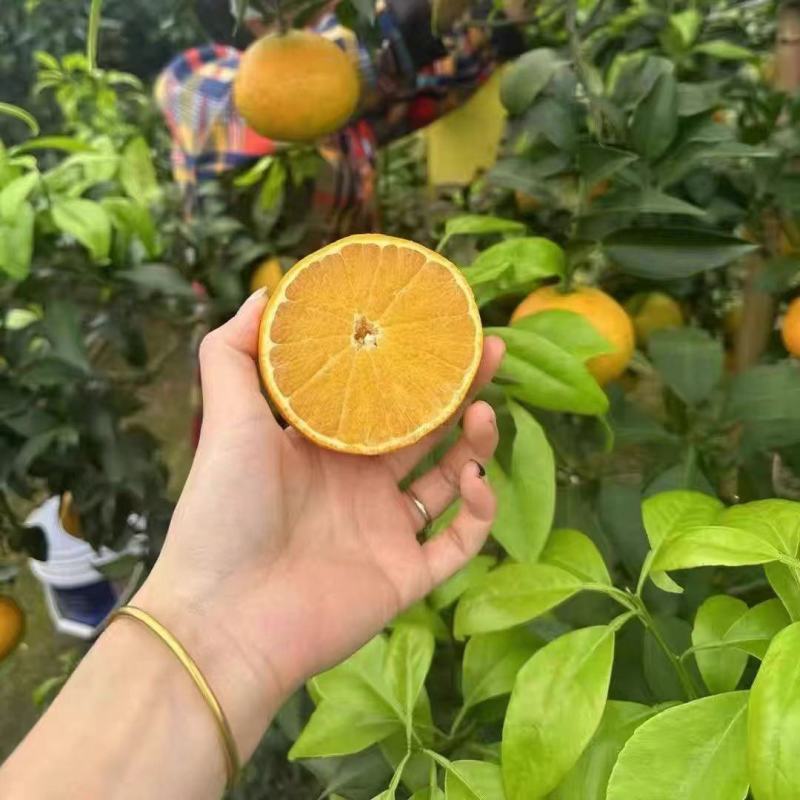爱媛果冻橙/基地直供/现摘现发/视频看货/全国发货来电谈