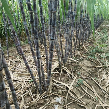 黑皮甘蔗，黄金甘蔗大量上市有需要的可以联系我