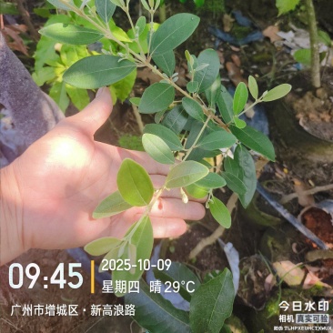 四季开花结果桃金娘