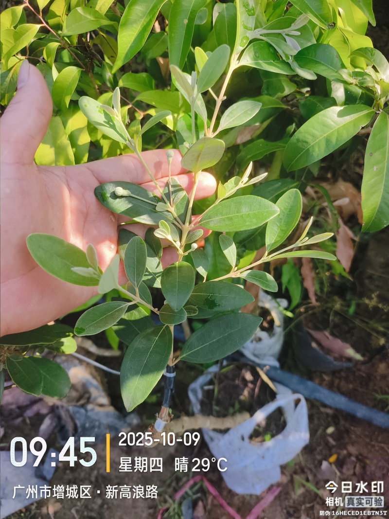 四季开花结果桃金娘