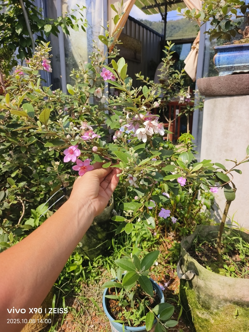 四季开花结果桃金娘