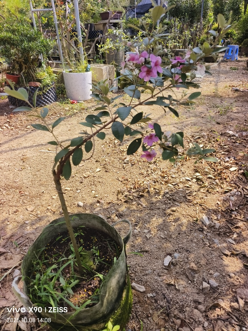 四季开花结果桃金娘