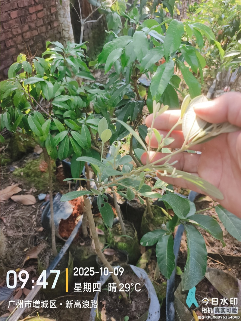 四季开花结果桃金娘
