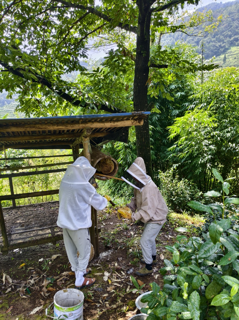 来自深山的农家土蜂蜜，现货80斤。