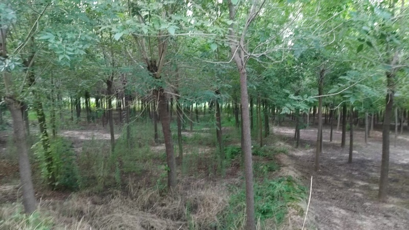白腊树