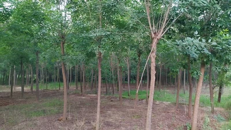 白腊树