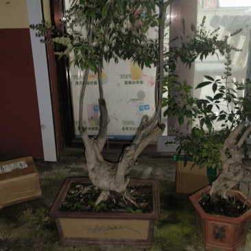 黄荆树，这两颗600买一发2
