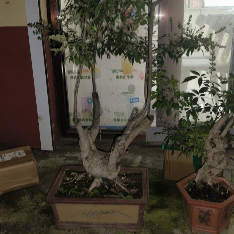 黄荆树，这两颗600买一发2