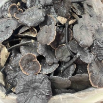 种植紫灵芝山东黑灵芝批发零售货源稳定