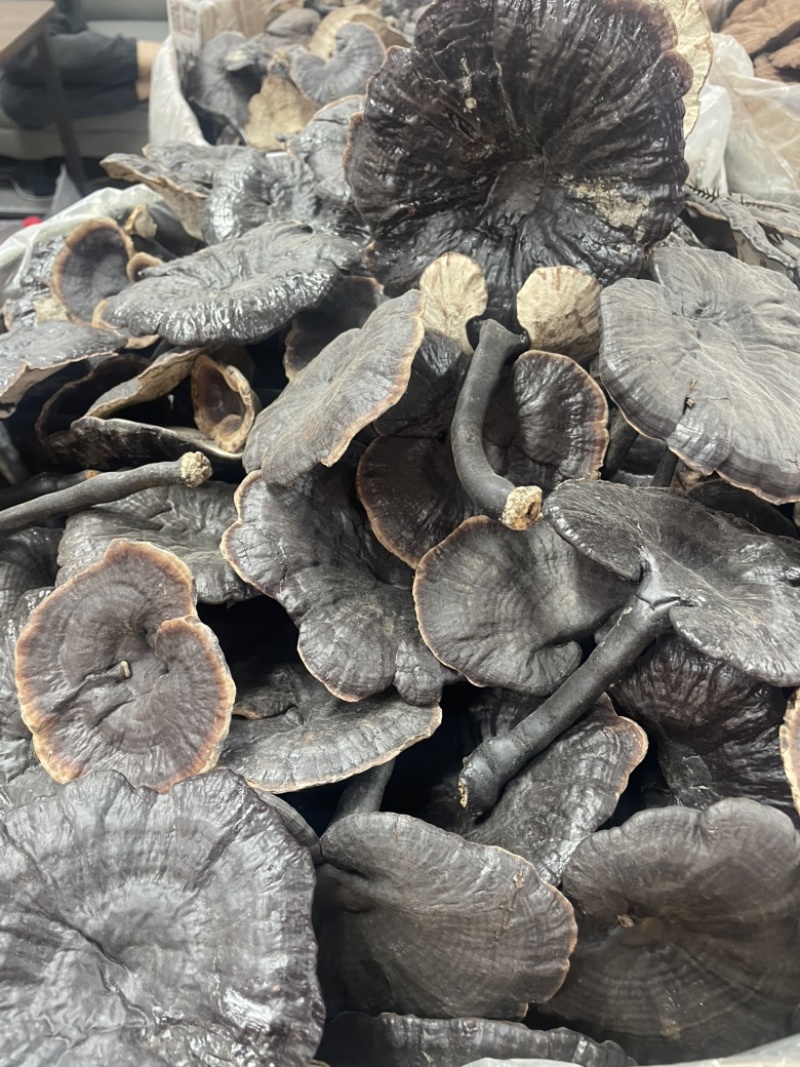 种植紫灵芝山东黑灵芝批发零售货源稳定