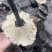 种植紫灵芝山东黑灵芝批发零售货源稳定