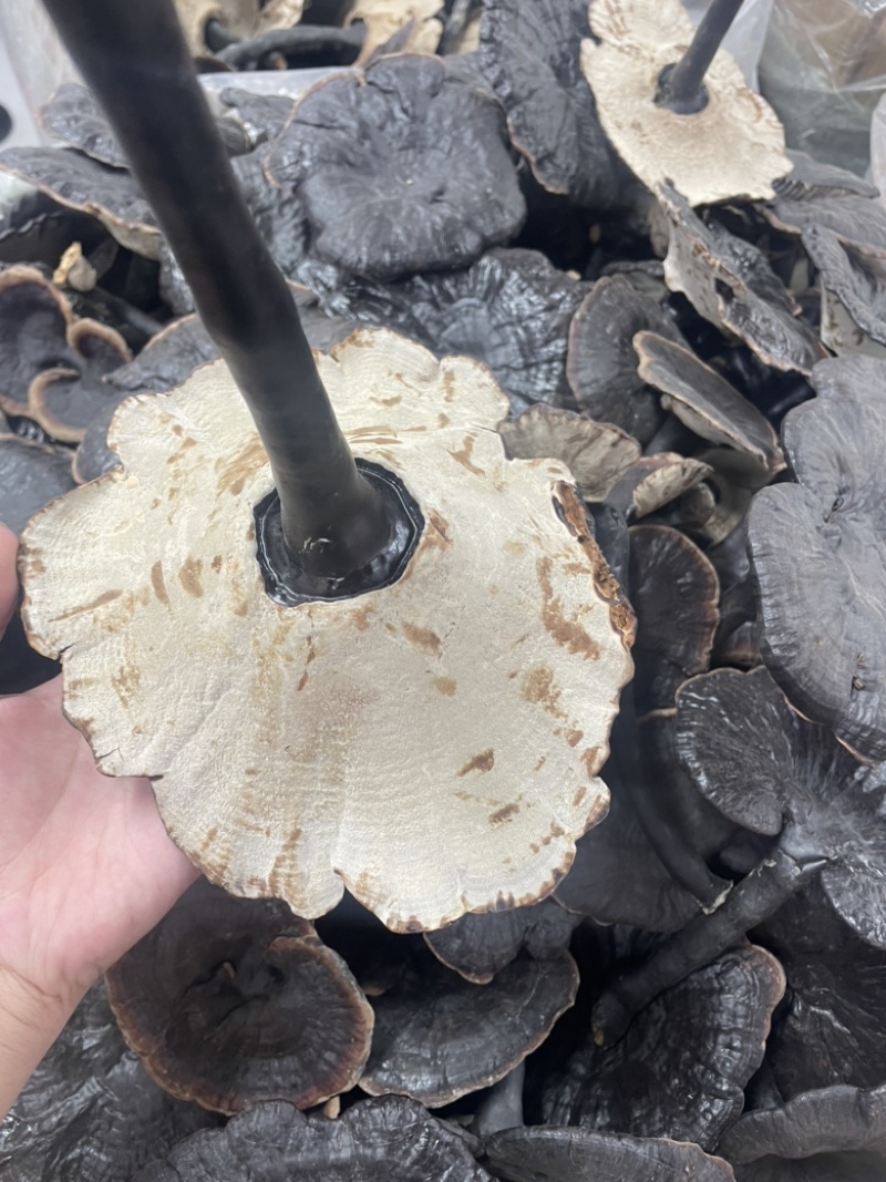 种植紫灵芝山东黑灵芝批发零售货源稳定