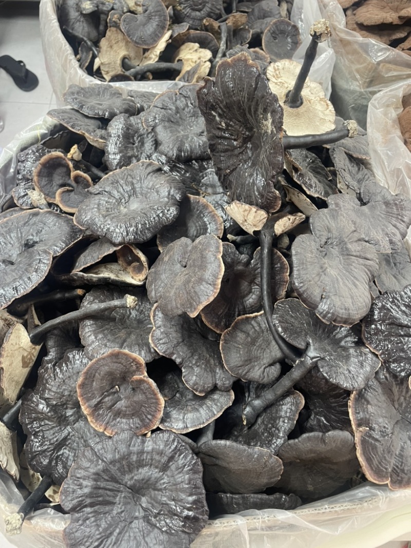 种植紫灵芝山东黑灵芝批发零售货源稳定