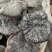 种植紫灵芝山东黑灵芝批发零售货源稳定