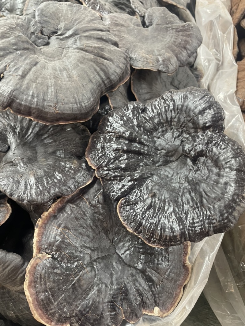 种植紫灵芝山东黑灵芝批发零售货源稳定